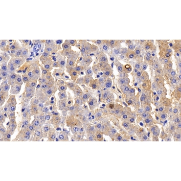 Fibrinogen (FG) Bovine (Cattle) Polyclonal Antibody
