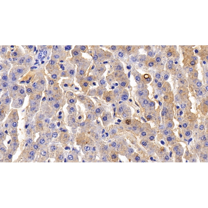 Fibrinogen (FG) Bovine (Cattle) Polyclonal Antibody