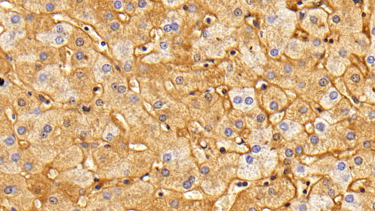 Fibrinogen (FG) Pig Polyclonal Antibody