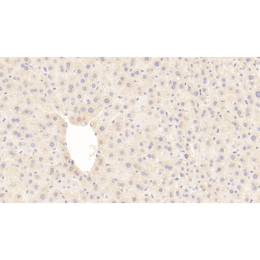 Galactosidase Beta (GLb) Mouse Polyclonal Antibody