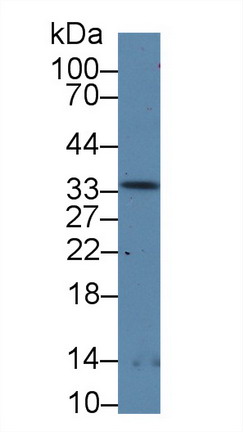 Ribonuclease P (RNASEP) Rat Polyclonal Antibody