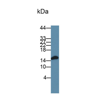 Fatty Acid Binding Protein 9, Testis (FABP9) Human Polyclonal Antibody