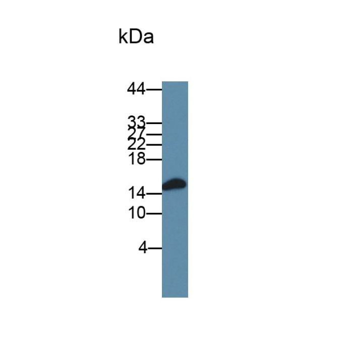Fatty Acid Binding Protein 9, Testis (FABP9) Human Polyclonal Antibody