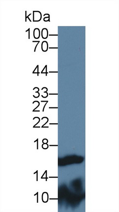 Fatty Acid Binding Protein 9, Testis (FABP9) Rat Polyclonal Antibody