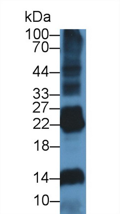 Deoxyribonuclease I Like Protein 2 (DNASE1L2) Rat Polyclonal Antibody