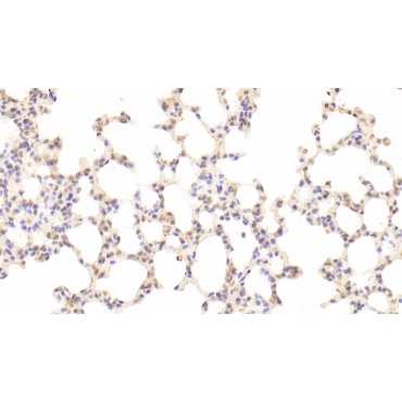 Growth Arrest Specific Protein 6 (GAS6) Mouse Polyclonal Antibody