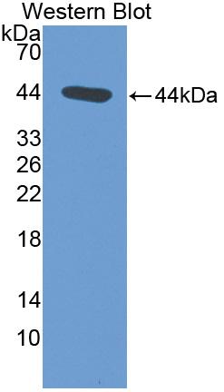 Growth Arrest Specific Protein 6 (GAS6) Rat Polyclonal Antibody