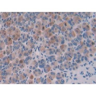 Importin 8 (IPO8) Mouse Polyclonal Antibody