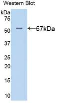 Alanine Aminotransferase (ALT) Rat Polyclonal Antibody