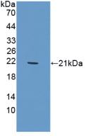 Triggering Receptor Expressed On Myeloid Cells 1 (TREM1) Pig Polyclonal Antibody