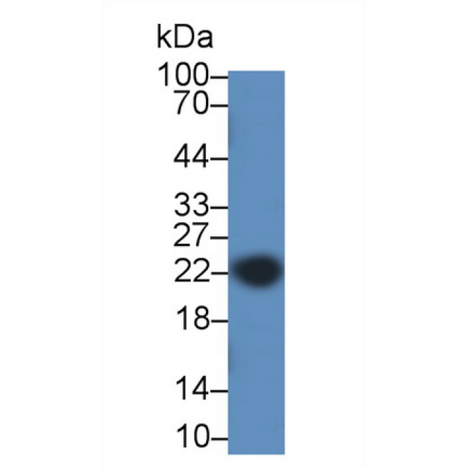 Caveolin 1 (CAV1) Mouse Polyclonal Antibody