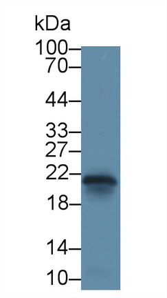 Caveolin 1 (CAV1) Rat Polyclonal Antibody