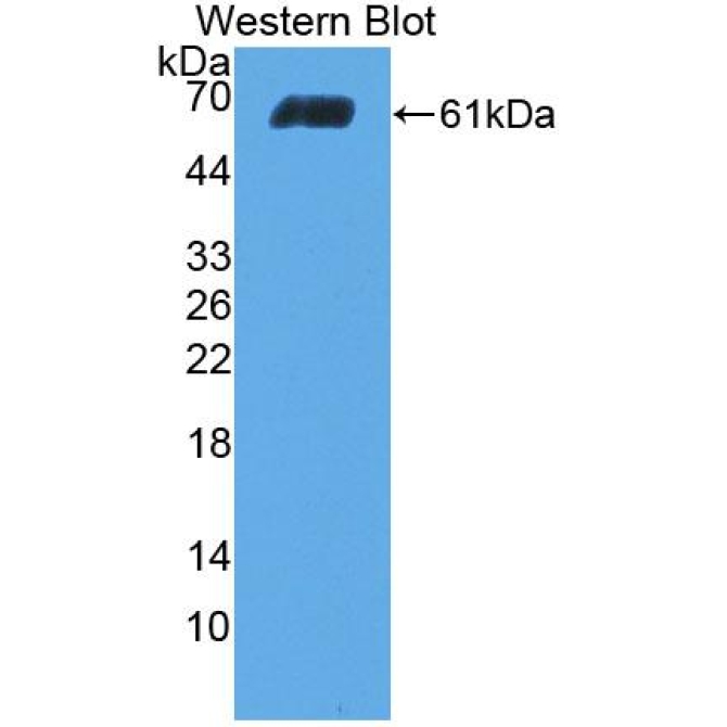 Collagen Type I Alpha 2 (COL1a2) Canis familiaris; Canine (Dog) Polyclonal Antibody