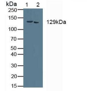 Collagen Type I Alpha 2 (COL1a2) Human Polyclonal Antibody