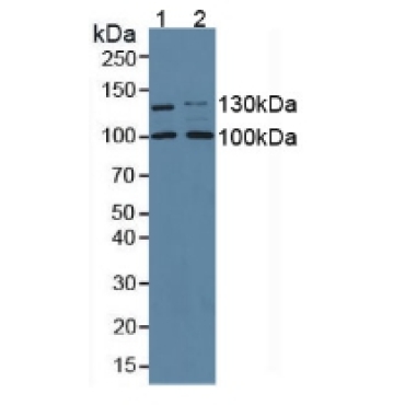 Collagen Type I Alpha 2 (COL1a2) Mouse Polyclonal Antibody