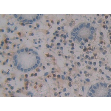 Monocyte Chemotactic Protein 4 (MCP4) Human Polyclonal Antibody