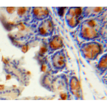 Monocyte Chemotactic Protein 4 (MCP4) Human Polyclonal Antibody