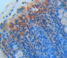 Monocyte Chemotactic Protein 4 (MCP4) Human Polyclonal Antibody