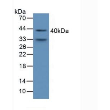 Alpha-1-Microglobulin (a1M) Mouse Polyclonal Antibody