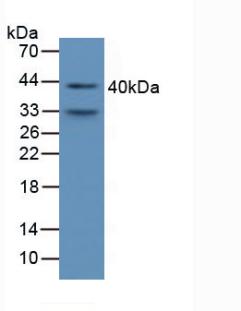 Alpha-1-Microglobulin (a1M) Mouse Polyclonal Antibody