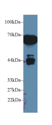 Alpha-1-Microglobulin (a1M) Rat Polyclonal Antibody