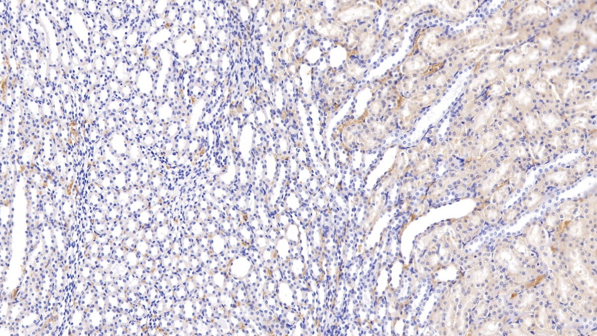Alpha-1-Microglobulin (a1M) Rat Polyclonal Antibody