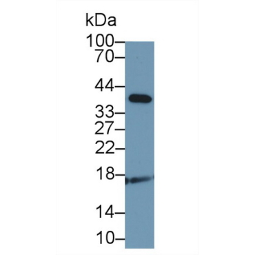 Adrenomedullin (ADM) Canis familiaris; Canine (Dog) Polyclonal Antibody