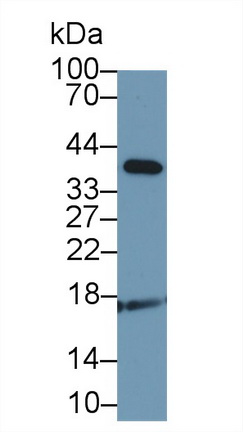 Adrenomedullin (ADM) Canis familiaris; Canine (Dog) Polyclonal Antibody