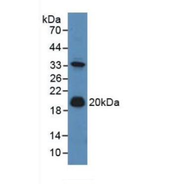 Adrenomedullin (ADM) Mouse Polyclonal Antibody
