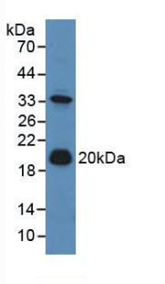 Adrenomedullin (ADM) Mouse Polyclonal Antibody