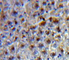 Transcription factor 20 (TCF20) Mouse Polyclonal Antibody
