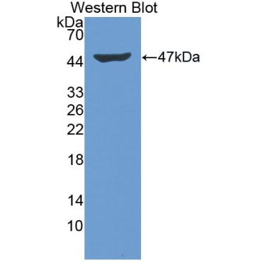 Interferon Beta (IFNb) Canis familiaris; Canine (Dog) Polyclonal Antibody