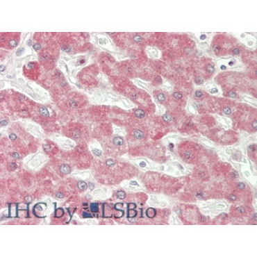 Interferon Beta (IFNb) Human Polyclonal Antibody