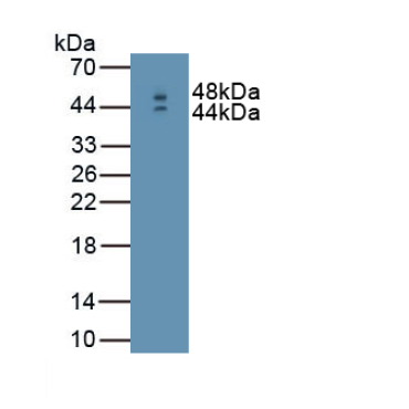 Interferon Beta (IFNb) Mouse Polyclonal Antibody