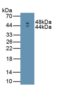 Interferon Beta (IFNb) Mouse Polyclonal Antibody