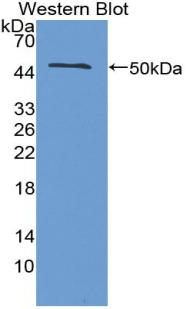 Interferon Beta (IFNb) Pig Polyclonal Antibody