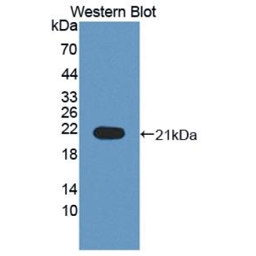 Interleukin 1 Receptor Antagonist (IL1RA) Bovine (Cattle) Polyclonal Antibody