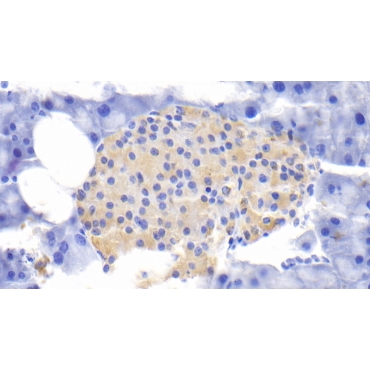 Interleukin 1 Receptor Antagonist (IL1RA) Mouse Polyclonal Antibody