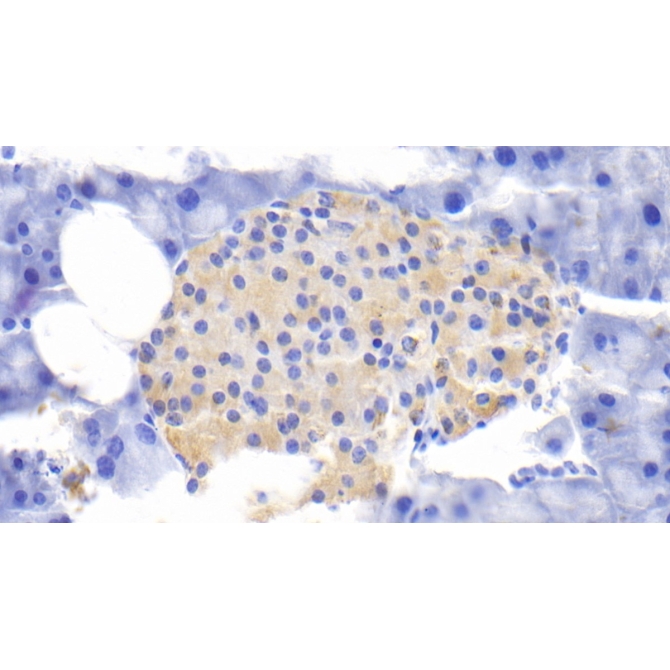 Interleukin 1 Receptor Antagonist (IL1RA) Mouse Polyclonal Antibody