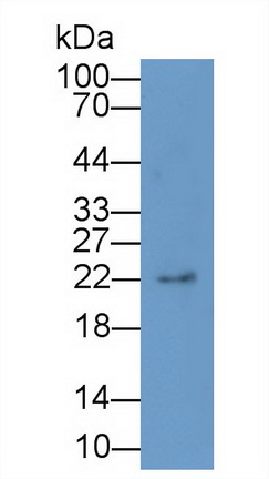 Interleukin 1 Receptor Antagonist (IL1RA) Rhesus monkey (Simian) Polyclonal Antibody