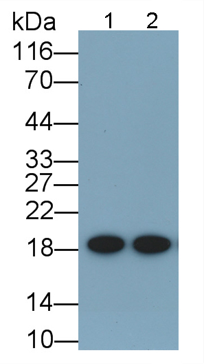 Atrial Natriuretic Peptide (ANP) Mouse Polyclonal Antibody