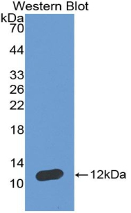 Atrial Natriuretic Peptide (ANP) Rat Polyclonal Antibody