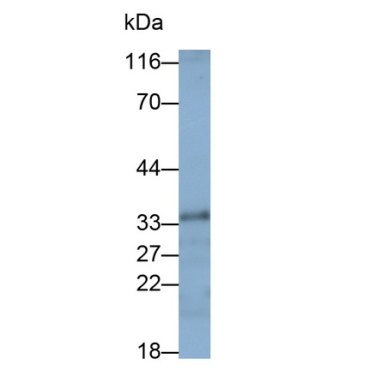 Free Fatty Acid Receptor 3 (FFAR3) Mouse Polyclonal Antibody
