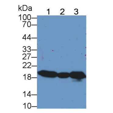 Cyclophilin B (CYPB) Bovine (Cattle) Polyclonal Antibody