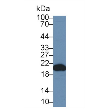 Cyclophilin B (CYPB) Human Polyclonal Antibody
