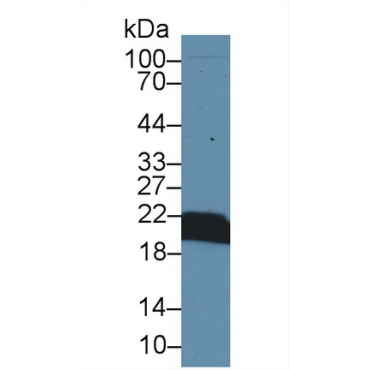 Cyclophilin B (CYPB) Mouse Polyclonal Antibody