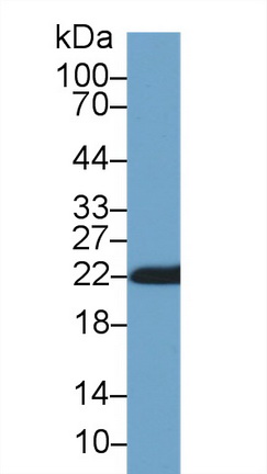 Cyclophilin B (CYPB) Rat Polyclonal Antibody