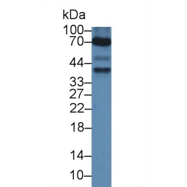 Anti-Mullerian Hormone (AMH) Chicken (Gallus) Polyclonal Antibody