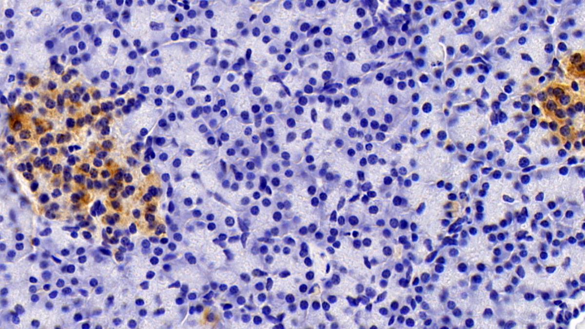 Anti-Mullerian Hormone (AMH) Pig Polyclonal Antibody