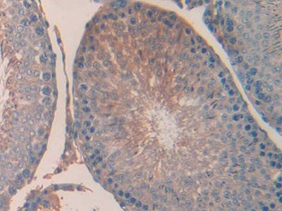 Urocortin (UCN) Rat Polyclonal Antibody